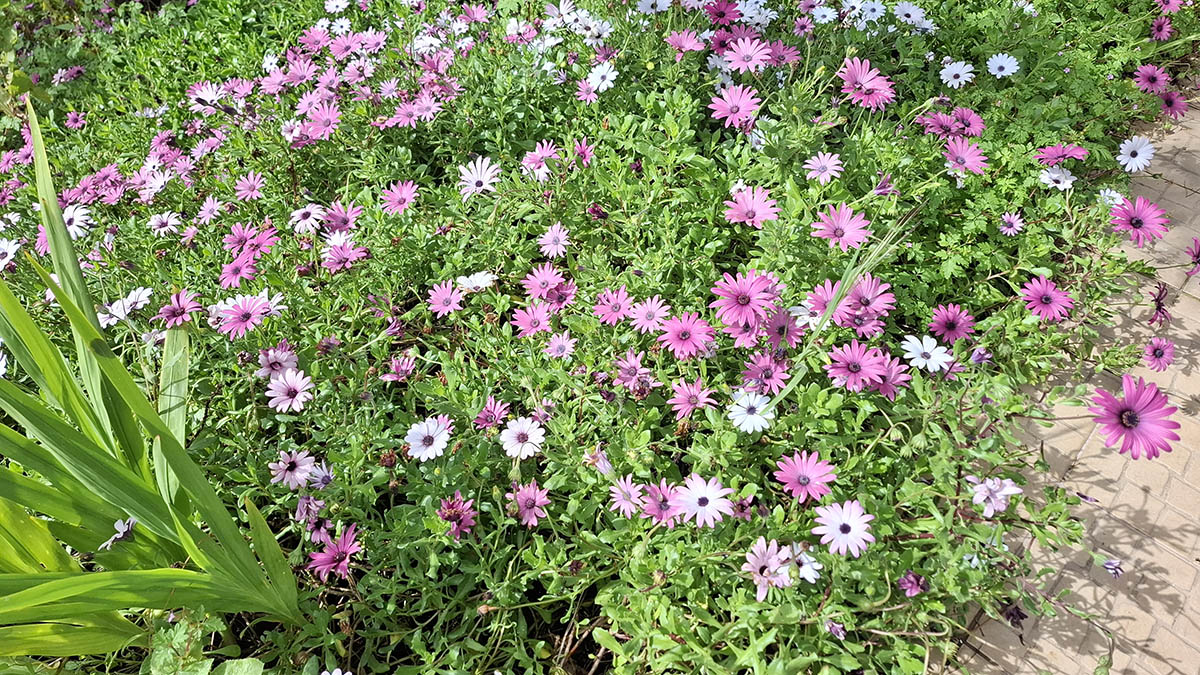Spaanse margriet
